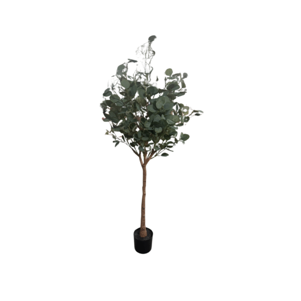 EUCALYPTUS 160CM - Bilde 1
