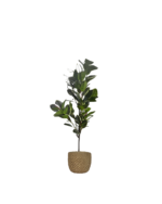 Kunstig Ficus lyrata-plante på 150 cm med store, grønne blader
