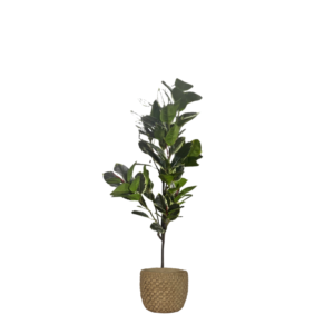 Kunstig Ficus lyrata-plante på 150 cm med store, grønne blader