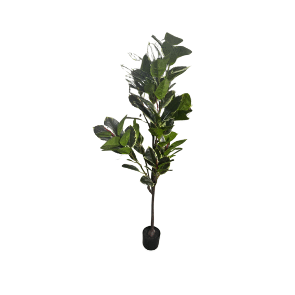 FICUS LYRATA 150CM - Bilde 1