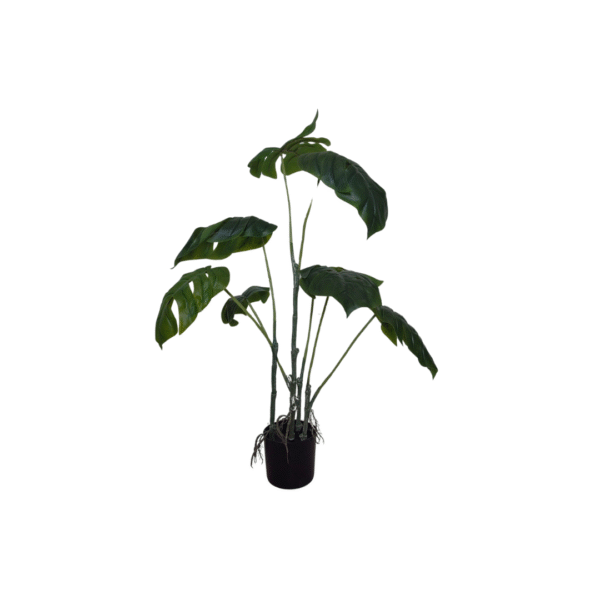 MONSTERA 75CM - Bilde 1