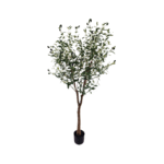 OLIVENTRE 150CM