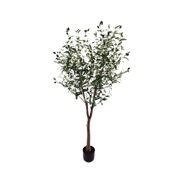 OLIVENTRE 150CM - Bilde 1