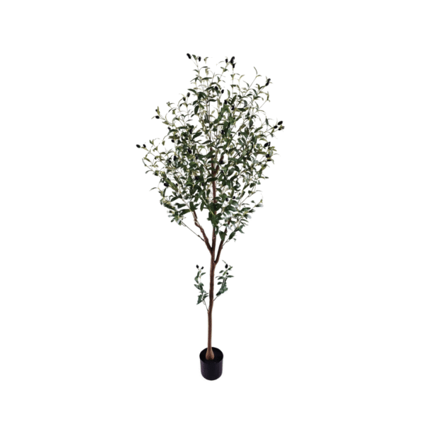 OLIVENTRE 180CM - Bilde 1