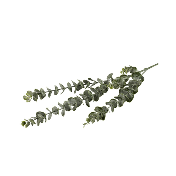 SILKEBLOMST EUCALYPTUS - Bilde 1