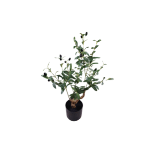 OLIVENTRE 60CM