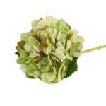 Grønn hortensia silkeblomst med rosa fargespill ytterst på kronbladene.